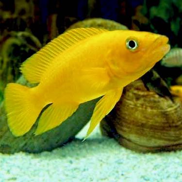 Tanganyka cichlide